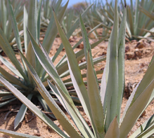(English) The Agave – A gift from the gods!
